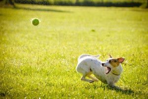 caring for your dog